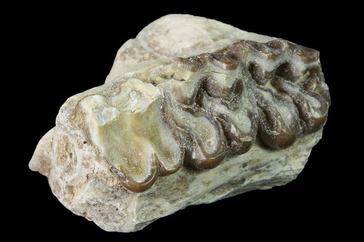 Fossil Horse (Mesohippus) Jaw Section - South Dakota #140898